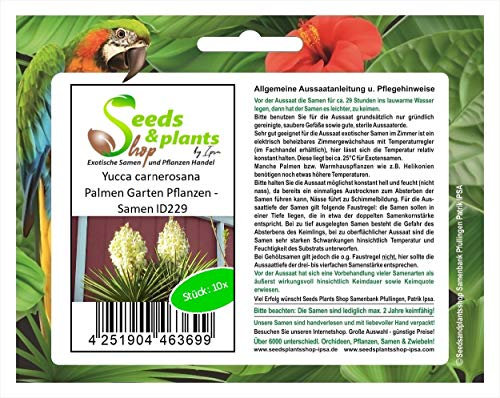 Stk - 10x Yucca carnerosana Palmen Garten Pflanzen - Samen ID229 - Seeds & Plants Shop by Ipsa