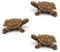 HASLED 3 Stück Schildkrötenfiguren aus Harz - Realistische Teichdekoration - Wetterfeste Gartendeko für Balkon, Mini-Teich & Landschaftsgestaltung