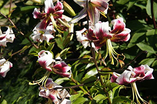 Lilium nepalense - Nepal Lilie 5 Samen, duftende mehrjährige, lilien Samen