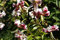 Lilium nepalense - Nepal Lilie 5 Samen, duftende mehrjährige, lilien Samen