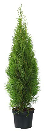 Dehner Thuja Smaragd, immergrün, ca. 100-125 cm, 9.9 l Topf, Heckenpflanze