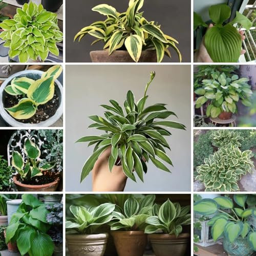 450 Pcs Funkien Pflanze Samen - Hosta Pflanze - Winterharte Pflanzen Für Garten, Hosta Plantaginea, Kleine Geschenke, Balkon Blumen Blumensamen Gastgeschenk Steingartenpflanzen Winterhart