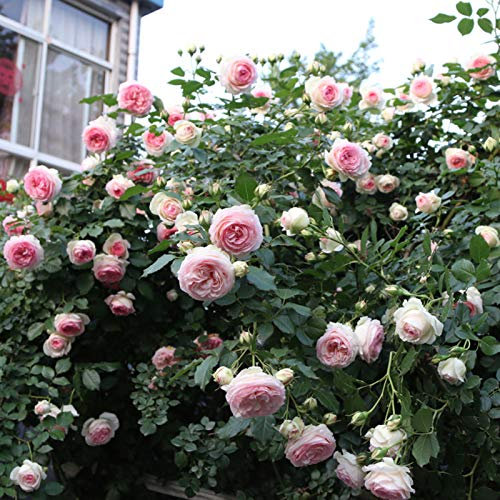 Rosensamen, 50 Stück/Beutel, Rosensamen, duftende Staude, wetterfest, pflegeleicht, Kletterpflanze, Blumensamen, Gartenzubehör zum Pflanzen, zieht Bienen an – mehrfarbig