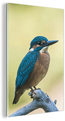MuchoWow Glasbild Glasfoto Wandbild Bilder Deko 100x150 cm Eisvogel - Zweig - Vogel