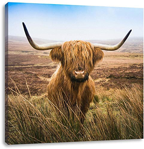 Pixxprint Highland Rind mit großen Hörnern Steppe, Größe: 70x70 cm, Leinwandbild Quadratisch, Wandbild, Kunstdruck, fertig bespannt