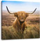 Pixxprint Highland Rind mit großen Hörnern Steppe, Größe: 70x70 cm, Leinwandbild Quadratisch, Wandbild, Kunstdruck, fertig bespannt