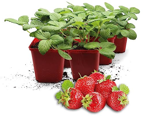 FLORTUS Erdbeerpflanzen Hummi® Merosa | 6 XXL Pflanzen Erdbeeren im Topf | Erdbeerpflanzen mehrjährig winterhart mit rubinroten, süßen Früchten