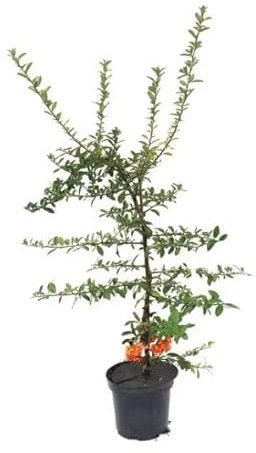 Árbol de Espino - Pyracantha - Natural Perfecto para Decorar los Jardines del Hogar