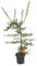 Árbol de Espino - Pyracantha - Natural Perfecto para Decorar los Jardines del Hogar