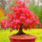 Saterkali Semi di Acero Rosso, 50 Pz/Borsa Semi di Acero Rosso Attraente Abbellimento Perenni Balcone Cortile Piante da Albero Semi per Giardino Semi di Albero di Acero Rosso