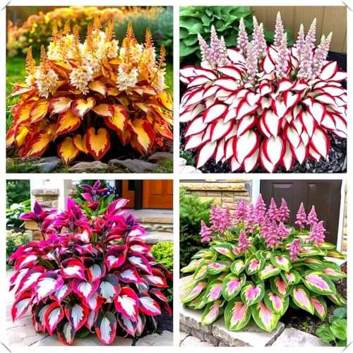 Shade-Loving hosta Plants – a Classic Choice for Greening understory Spaces，Hardy Perennial, Excellent Display-4bulbs-B