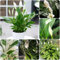 Semi di giglio pace - piante verdi Spathiphyllum kochii - piante da ufficio in vaso resistenti all'esterno sempreverdi resistenti serre da balcone per il giardino prodotti 300pcs
