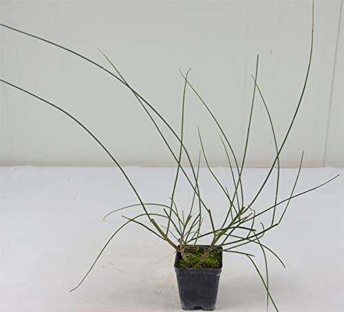 Pianta Ginestra, vaso 7cm, Altezza 20/30cm