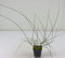 Pianta Ginestra, vaso 7cm, Altezza 20/30cm
