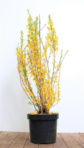 Forsythia 'Lynwood' 60-80 cm - Goldglöckchen, leuchtend gelbe Blüten, Blütezeit März-April, ideal für Hecken, pflegeleicht und winterhart