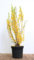 Forsythia 'Lynwood' 60-80 cm - Goldglöckchen, leuchtend gelbe Blüten, Blütezeit März-April, ideal für Hecken, pflegeleicht und winterhart
