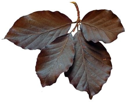 Beech Tree, Fagus Purpurea 'Copper Beech', 1 x Large Plant in 5 Litre Pot, 80cm to 100cm Height, Garden Plants, Garden Ready and Ready to Plant, Premium Quality Trees