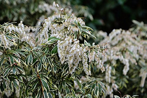 Weißbuntes Schattenglöckchen Pieris japonica Variegata Containerware 30-40 cm