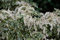 Weißbuntes Schattenglöckchen Pieris japonica Variegata Containerware 30-40 cm