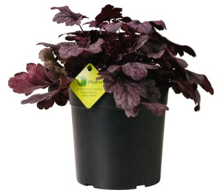 Plantì HEUCHERA Radice di San Gabriel, Pianta sempreverde ornamentale, Piante vere da esterno e Piante vere da interno con grandi foglie palmate di facile coltivazione Diametro vaso 19 cm (Shanghai)