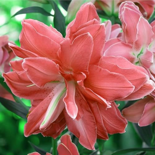Lilien zwiebeln winterhart mehrjährig mix Asiatische Lilien-Zwiebelmischung Eine vielblühende Pflanze mit überströmendem Duft und langer Blütezeit -2zwiebeln-A