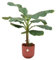 Bananenpflanze - Musa - Zimmerpflanze - Ø23cm - 120 cm + Topf Jazz Rot