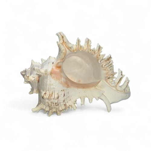Tumbler Home Grandi conchiglie marine per decorazione, vere conchiglie grandi per decorazione della stanza da spiaggia, supporto per piante aeree, decorazioni per acquari e acquari, decorazioni