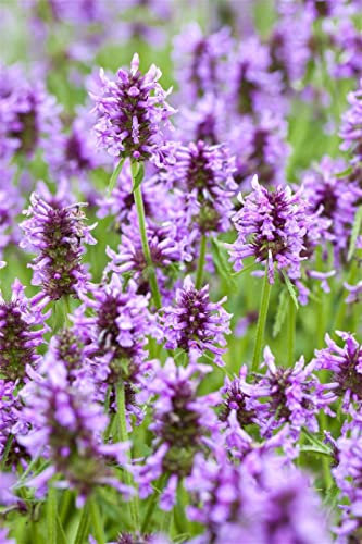Nepeta nervosa ca. 9x9 cm Topf - Katzenminze, blaue Blüten, Blütezeit Juli-September, bienenfreundlich, ideal für Rabatten, pflegeleicht