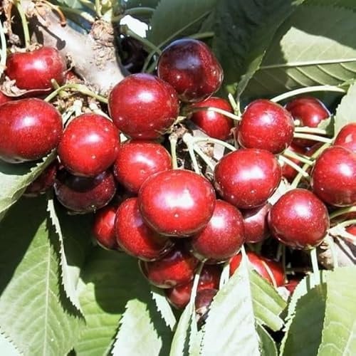 Celeste® selbstfruchtbare Süßkirsche Kirschbaum Halbstamm wurzelnackt F12/1