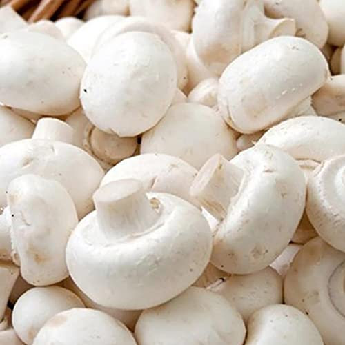 Luojuny Semillas de hongos, 300 Unids/bolsa Semillas de hongos Comestibles Cultivo fácil Productivo Excelente producción de semillas de plantas para jardín Blanco