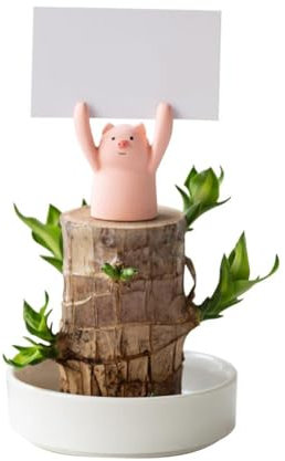 Brazilian Lucky Wood Plant, Mini Brazil Lucky Wood, Lucky Bamboo Plants Indoor Live, Brazilian Wood Hydroponic Plant for Indoor Office Desk Decoration Plants…