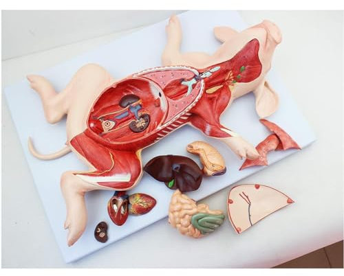Modell Der Anatomie Von Schwein, Modell Der Anatomie Von Internen Organen Von Schweineembryon, Anatomisches Modell Von Tieren Getrennt In 10 Teilen Für Medizinische Bildung