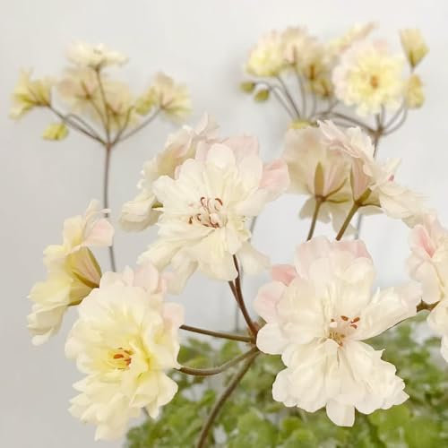 piante di geranio pendenti - semi fiori estivi semi esotici di balcone balcone rialzato erbe aromatiche gerani resistenti piante resistenti da balcone vaso 200pcs