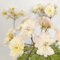 piante di geranio pendenti - semi fiori estivi semi esotici di balcone balcone rialzato erbe aromatiche gerani resistenti piante resistenti da balcone vaso 200pcs