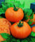 Tomatensamen Tomate Koch Wahl orange Tomate F1 Hybrid 50 Samen