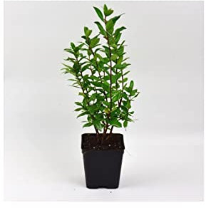 Pianta Mirto Comune - Dimensione Vaso Vaso 7cm