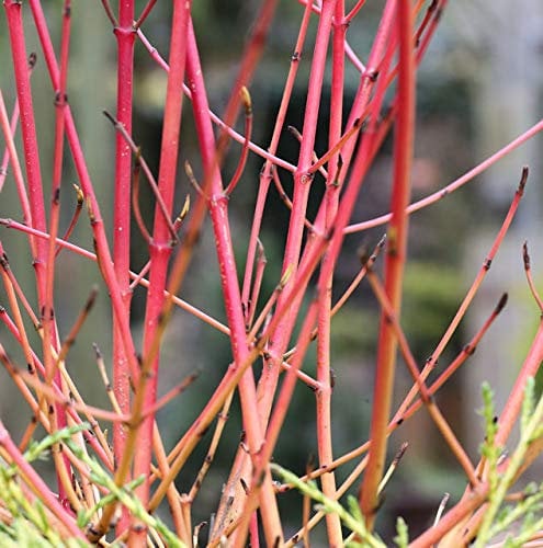Roter Hartriegel 40-60cm - Cornus sanguinea