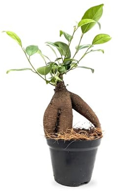 Ficus microcarpa Ginseng | Bonsai Ficus 25cm (9cm Nursery Pot)