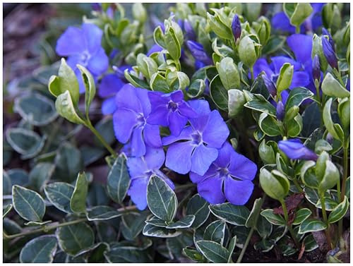 Stauden Gänge 10 x Vinca minor 'Ralph Shugert' Immergrün winterhart | Kleines Immergrün – winterharter, immergrüner Bodendecker für Sonne bis Schatten, mehrjährig, 9x9 cm Topf