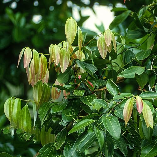 50 pcs Zimt Pflanzen samen - kräutersamen gartenarbeit gartenpflanzen,cinnamomum cassia, indoor kräutergarten topfpflanzen draußen winterhart kräuterbeet indoor garten geschenk kräutergarten