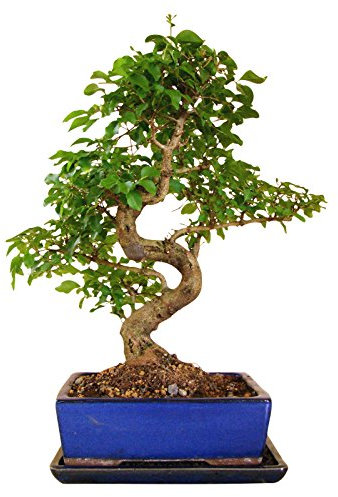Genki-Bonsai chinesischer Liguster ca. 12 Jahre 35–40 cm hoch in Keramikschale mit Untersetzer inkl. Pflegehinweisen & Bonsaipass vom Bonsai Fachgeschäft