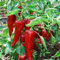 PEPERONE CRUSCO | SEMI | 50 SEMI | E TIPIC | FAI DA TE | GIARDINO