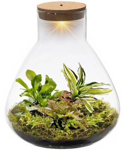 vdvelde.com - Jungle Piramide XL - Farne Pflanze - Glas Ø 30 cm ↥ 32 cm - Mit Licht