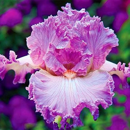 Iriszwiebeln, Eleganz,Gartenblumen, Winterhart Mehrjährig, Winterhart,Bartiris,Iris,Stauden,Blumenzwiebeln Garten, Balkon,Schwertlilien-10zwiebeln-D