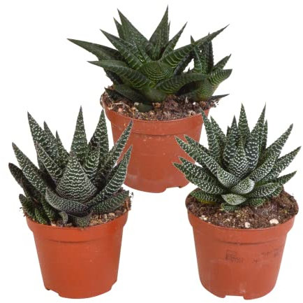 Sukkulenten | Gasteria/Haworthia Mix | 3 Stück | diverse Sorten | Ø 8,5 cm | ↕ 13-18 cm | Pflegeleichte Zimmerpflanzen