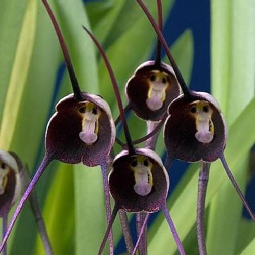 kiskick Semi di Fiori di Orchidea con Faccia di Scimmia Rara, 10 Pezzi Semi di Fiori di Orchidea con Faccia di Scimmia Rara Decorazione Bonsai in Vaso da Giardino Domestico Viola Fiore dell'orchidea