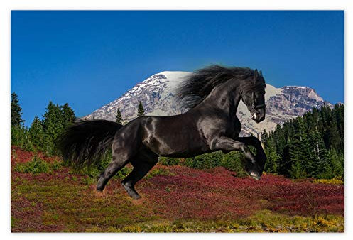 H2025 Foto-Poster, Motiv: Friesen-Hengst, 60 x 40 cm
