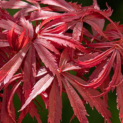 Acer Jerre Schwartz Plant - Japanese Maple Tree | Hardy Deciduous Outdoor Garden Shrubs Potted | 3L Pot, 40-60cm Incl. Pot