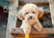 Edition Seidel Premium Kalender Zauberhafte Pudel 2025 Format DIN A3 Wandkalender Hundekalender Hund Welpe Hunderasse Haustier Melanie Viola