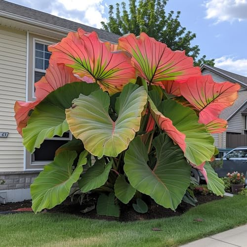 Elephant Ear/Strong Plants That Grow Well/Mix Golden Jade Carving Feels/Crop for Planting Now UK -5bulbs-3